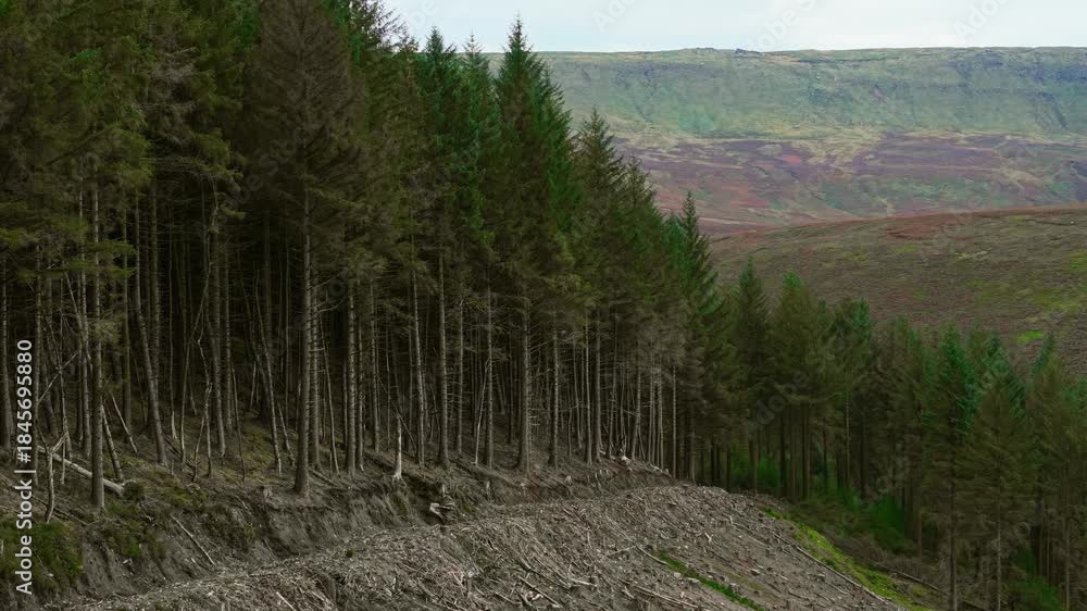 Tree Advancing Forest thinning along mountain slope exposing soil erosion. Logging ...