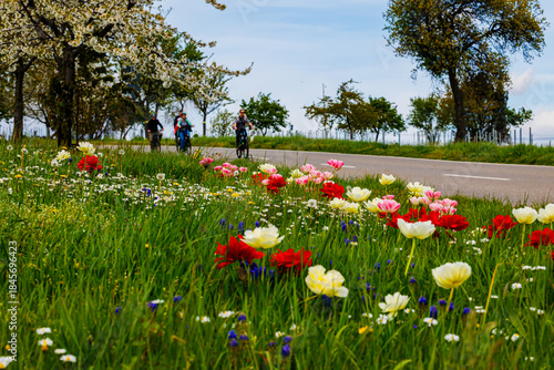 Springtime Cyclists Enjoy a Vibrant Landscape of Blooming Flowers in Germany's Countryside
