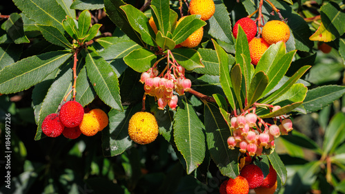 Photos Fruiting Arbutus Unedo Tree with Red and Orange Berries
