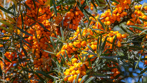 Bright orange berries on a sea buckthorn tree in a sunny location during late summer