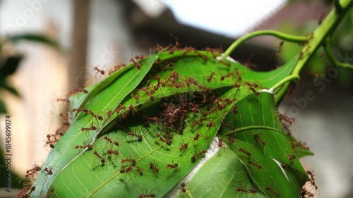 View of Oecophylla smaragdina or Weaver Ant in the bright sun, the technical clarity and exposure highlight the red texture, the realistic motion and bokeh background define this nature footage record