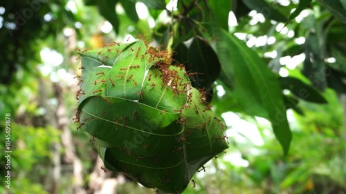 The species Oecophylla smaragdina or Weaver Ant building is building a nest in the leaves, the sharp macro focus captures the red body against a bokeh background