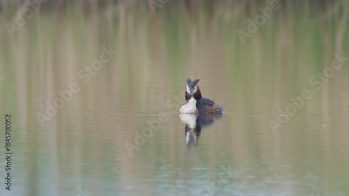 Great Crested Grebe, Podiceps cristatus, bird on marshes