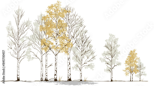 Minimalist Birch Tree Vector Illustration for Creative Designs