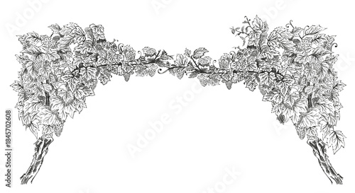 Symmetrical art form of grapevine. Hand drawn sketch vector illustration isolated on white