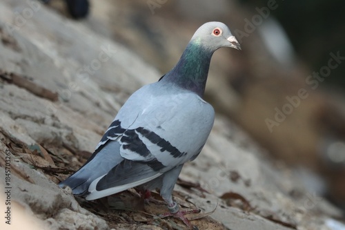 the carrier pigeon stands on the ground