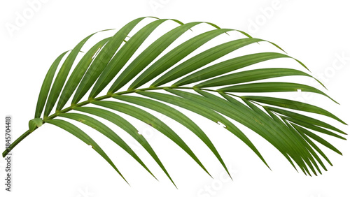 A large green palm leaf with many thin segments on white background