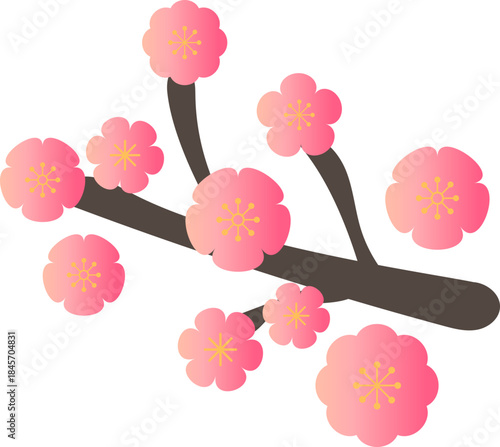 Pink Plum Blossom Blossom Cluster