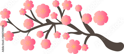 Pink Plum Blossom Bloom Branch