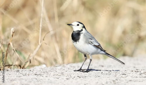 Tableau sur toile White Wagtail, Motacilla alba, birds of Montenegro