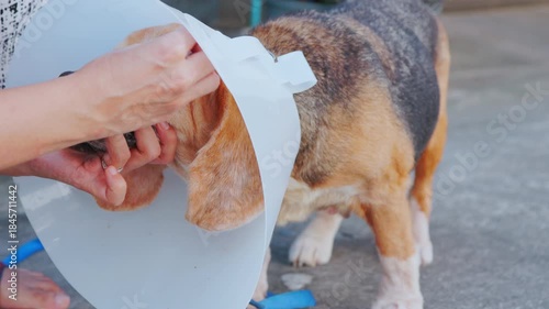 A close-up of a person's hands gently cleaning the face of a sick, senior Beagle dog wearing a protective E-collar. This shows concept of veterinary care, compassion, friendship and animal recovery.