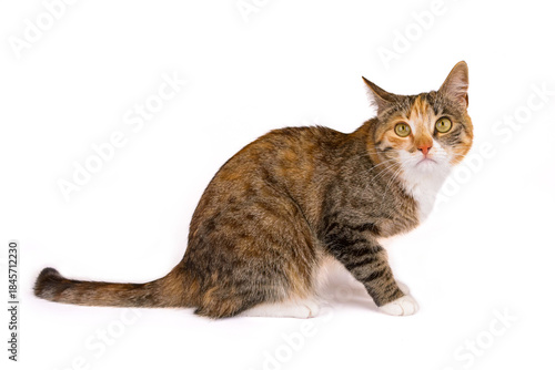 młody kot na białym tle