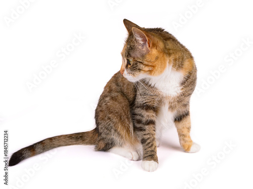 młody kot na białym tle