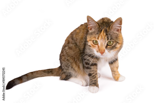 młody kot na białym tle