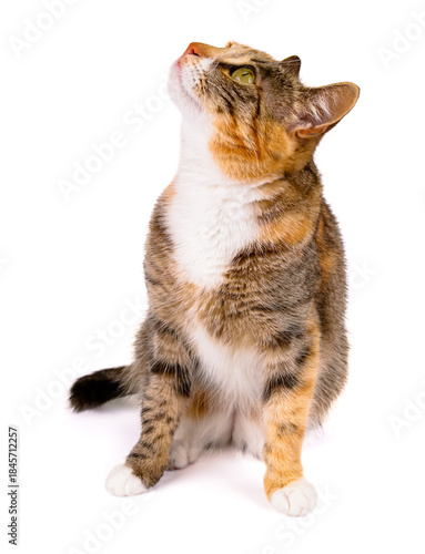 młody kot na białym tle