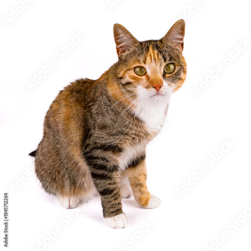 młody kot na białym tle