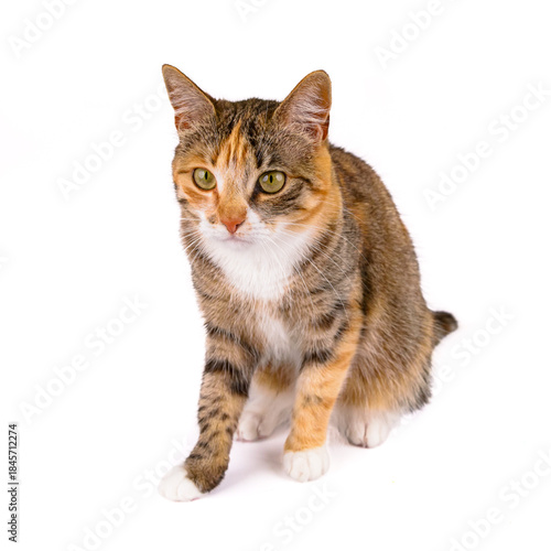 młody kot na białym tle