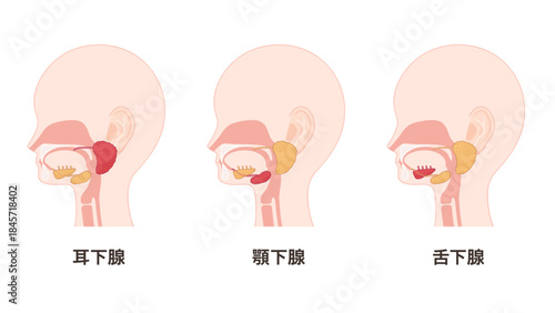 唾液腺のイラスト_耳下腺と顎下腺と舌下腺それぞれを強調