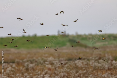 Fotografia goldfinch