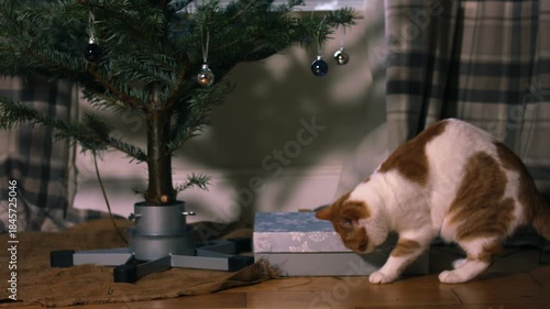 Ginger cat looking at Christmas present by Christmas tree 