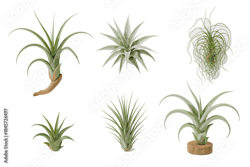 Variety of air plants on white background: diverse tillandsia species