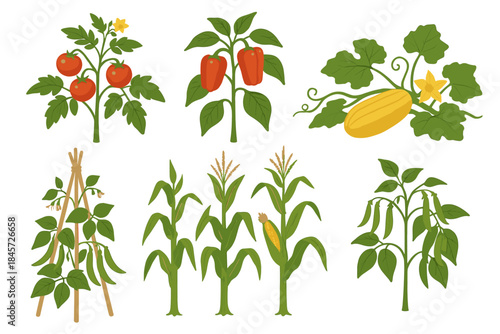 Various garden vegetables: tomatoes, bell peppers, squash, beans, corn