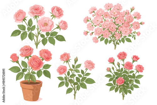 Collection of pink rose plants and bouquets with green leaves