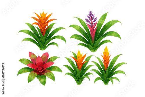 Colorful bromeliad plants with vibrant leaves and flowers