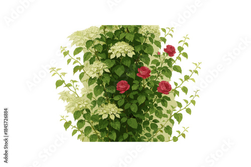 Vibrant red and cream roses amidst lush green foliage