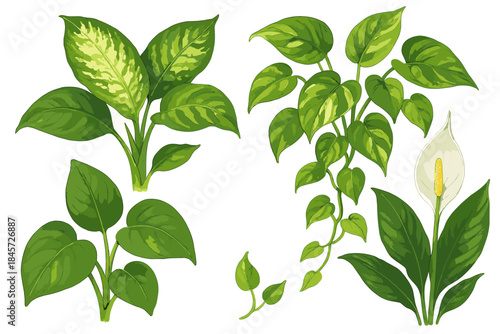 Variety of lush green indoor plants and peace lily leaf illustrations