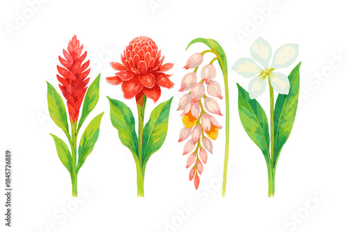 Colorful tropical flowers: ginger, dahlia, bell orchid, star jasmine