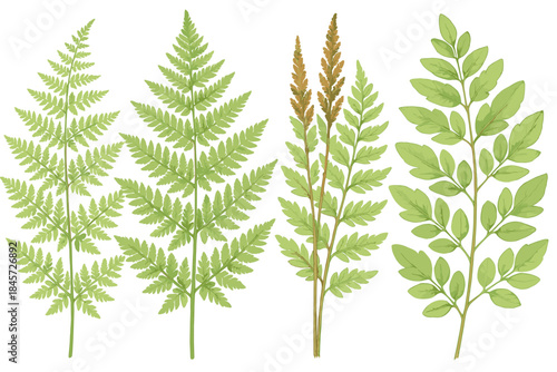 Collection of fern and plant leaves on white background