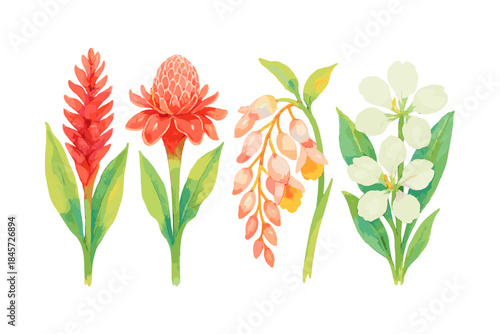 Colorful watercolor botanical illustration of vibrant flowers on white background