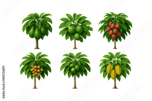 Six fruit trees: avocado, lime, lychee, longan, mango, starfruit varieties illustrated