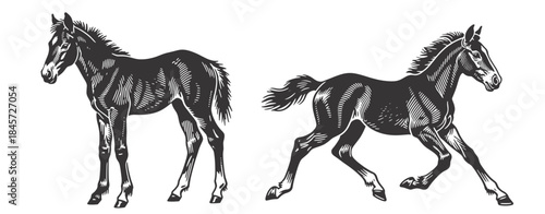 Pair of foals: one standing calmly, one playfully running. Charming black and white vintage vector illustration perfect for equine and farm designs.