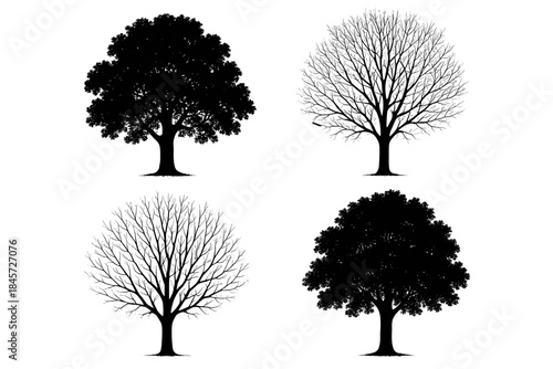 Silhouette of four seasonal trees: black and white contrasts