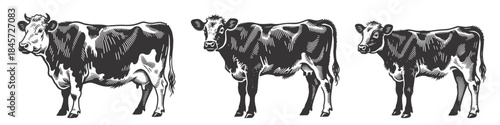 Set of three cows including calf in vintage style. Detailed black and white vector illustration perfect for farm, dairy and rural designs.