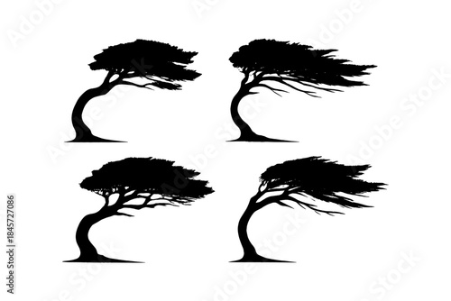 Silhouette of four windswept trees bending in different directions