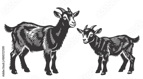 Adorable pair of adult and baby goat standing together. Charming black and white vintage vector illustration perfect for farm, rural, and animal designs.