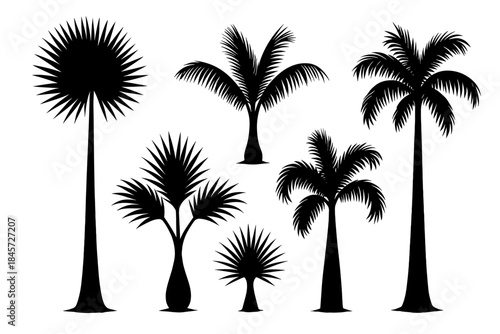 Silhouette of various palm tree species on white background