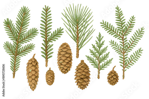 Variety of evergreen pine and fir cones with needles