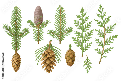 Variety of pine and cedar branches and cones