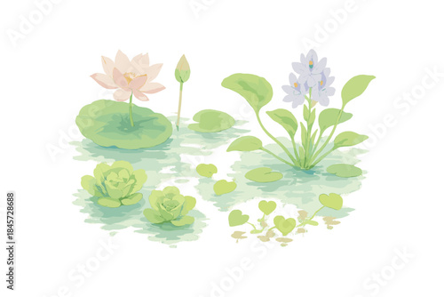 Water lilies and lotus blossoms in serene pond illustration