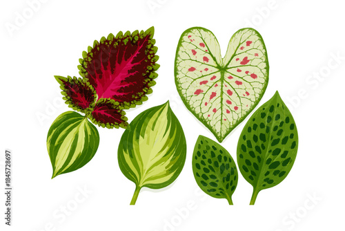 Vibrant collection of diverse and colorful leaves with unique patterns