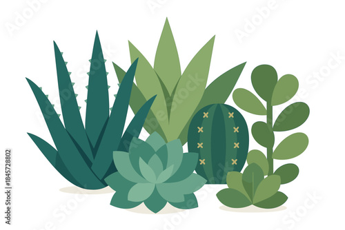 Variety of green succulents and cacti on white background
