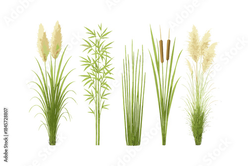 Variety of ornamental grasses including pampas and bamboo on white background