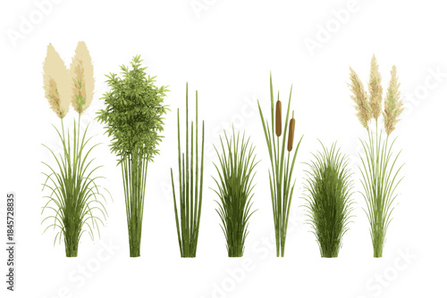 Different types of grass and plant varieties on white background