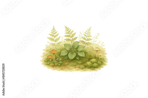 Illustrated forest floor with ferns and mushrooms in greenery