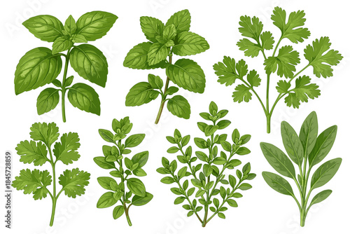 Collection of fresh green herbs: mint, basil, thyme, coriander, sage variants