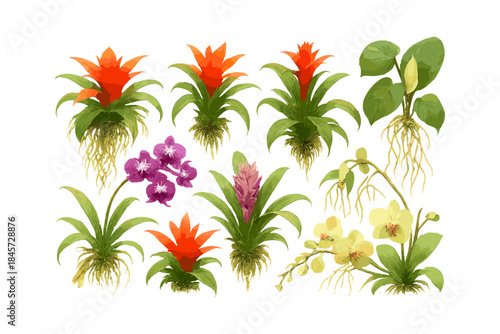 Variety of vibrant orchids and tropical plants with roots